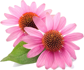 Echinacea kivonat