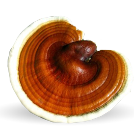 Ganoderma gomba