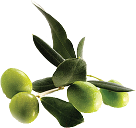 Oleuropein